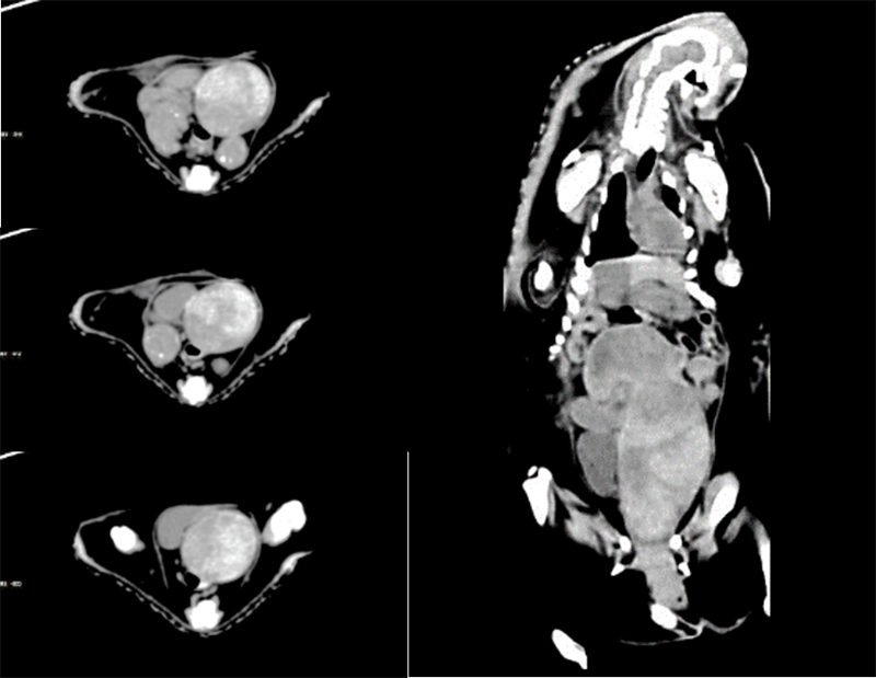 Primary uterine space occupation (Sow, 2 y.o.)